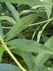 Veronicastrum virginicum