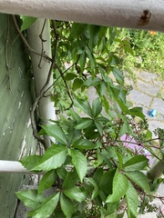 Parthenocissus
