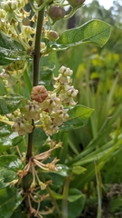 Asclepias tomentosa image