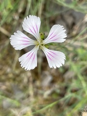 Dianthus gratianopolitanus