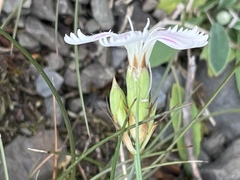 Dianthus gratianopolitanus