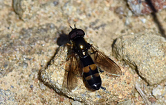Pyrophaena rosarum