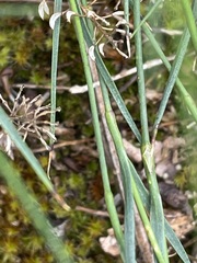 Dianthus gratianopolitanus
