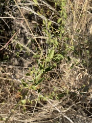 Gymnosporia maranguensis