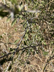 Gymnosporia maranguensis