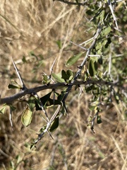 Gymnosporia maranguensis