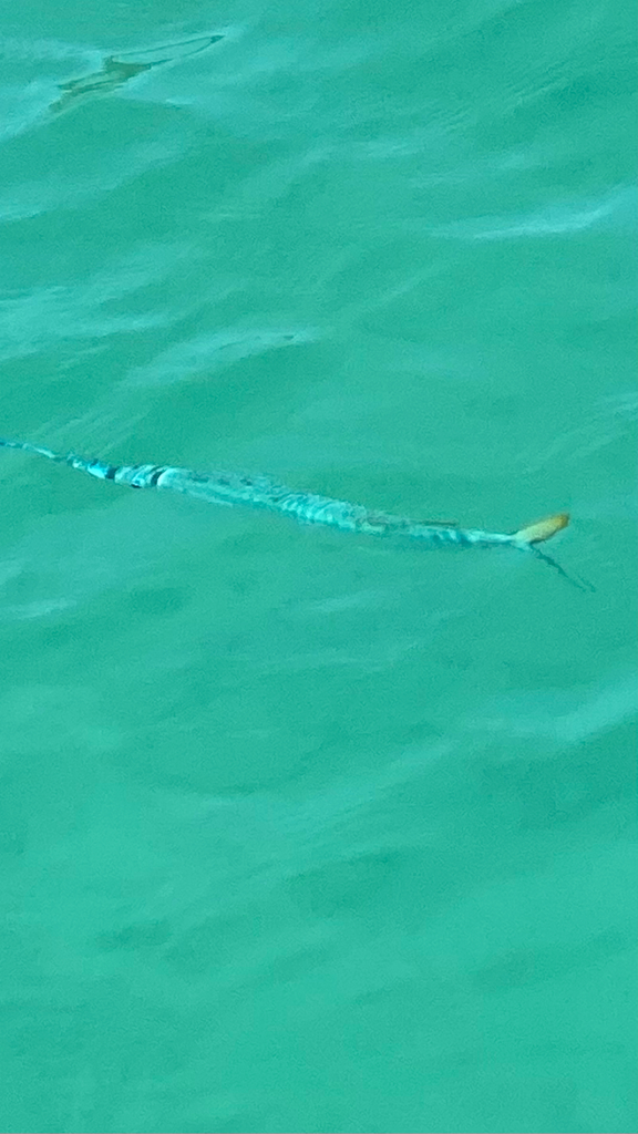 Bermuda Halfbeak