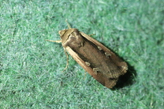 Ochropleura