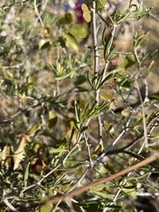 Asparagus natalensis