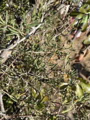 Asparagus natalensis