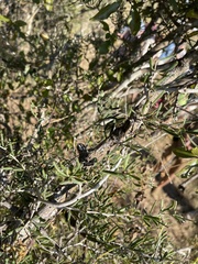 Asparagus natalensis