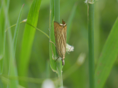 Chrysoteuchia culmella