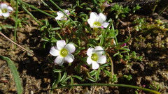 Oxalis pusilla