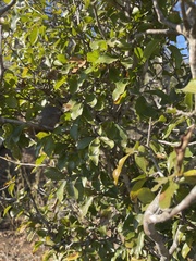 Ochna inermis