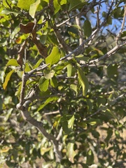 Ochna inermis