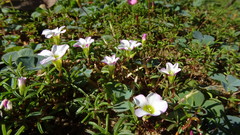 Oxalis pusilla