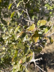 Ochna inermis