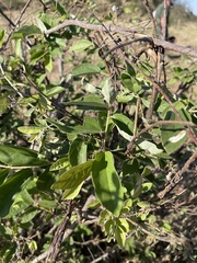 Grewia bicolor bicolor