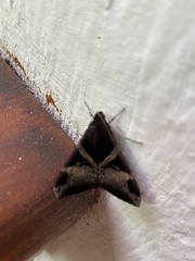 Melipotis fasciolaris