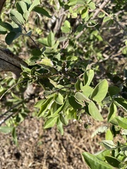 Grewia bicolor bicolor