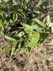 Grewia bicolor bicolor
