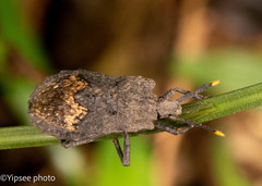 Megymenum brevicorne