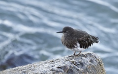 Arenaria melanocephala