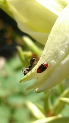 Caplothorax melanopterus