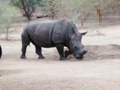Ceratotherium simum simum