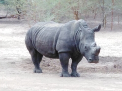 Ceratotherium simum simum