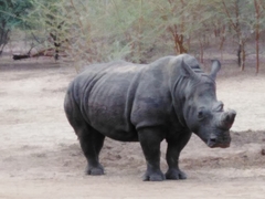 Ceratotherium simum simum