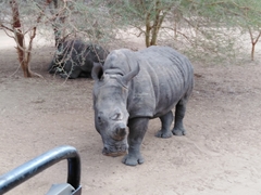 Ceratotherium simum simum