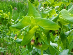 Cerinthe