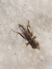 Neoscapteriscus borellii