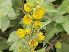 Lysimachia verticillaris
