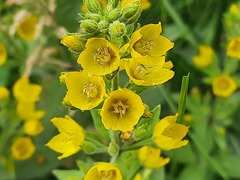 Lysimachia verticillaris