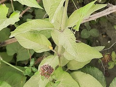 Lysimachia verticillaris