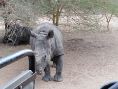 Ceratotherium simum simum