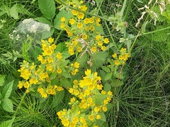 Lysimachia verticillaris