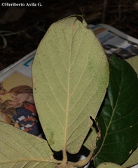Quercus fulva