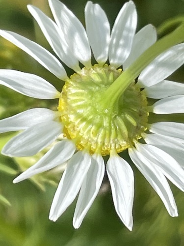 German Chamomile