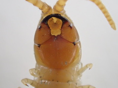 Geophilus regnans