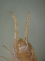 Geophilus regnans