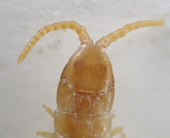 Geophilus regnans