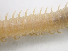 Geophilus regnans