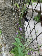 Campanula rapunculoides