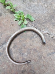 Anguis fragilis