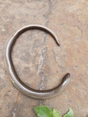 Anguis fragilis