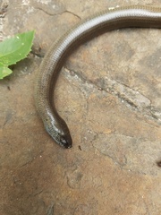 Anguis fragilis