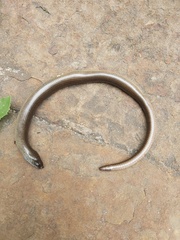 Anguis fragilis